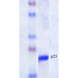 Novus Biologicals&trade;&nbsp;Recombinant Human p23/PTGES3 Protein